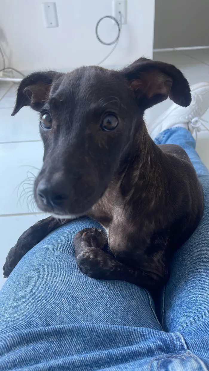 Cachorro ra a SRD-ViraLata idade 2 a 6 meses nome Cisca