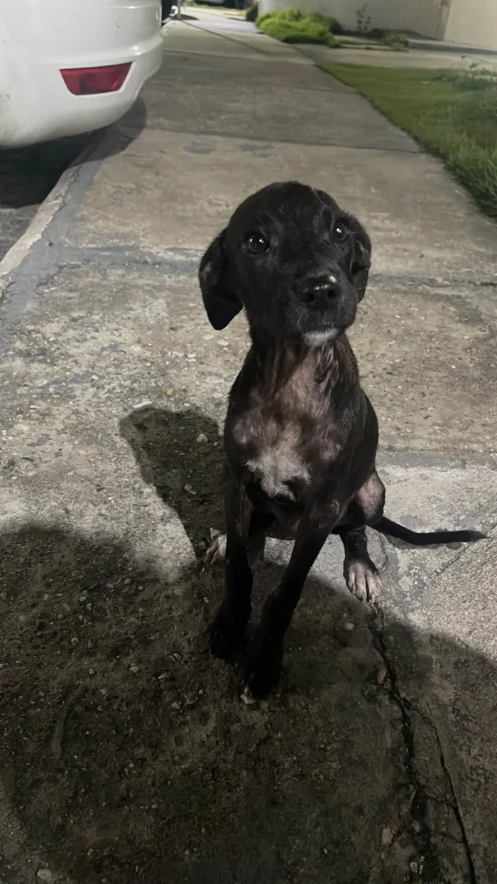 Cachorro ra a SRD-ViraLata idade 2 a 6 meses nome Cisca