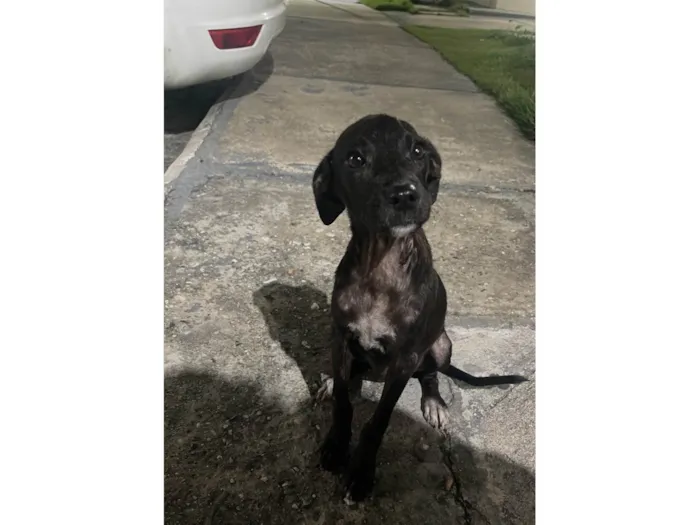 Cachorro ra a SRD-ViraLata idade 2 a 6 meses nome Cisca