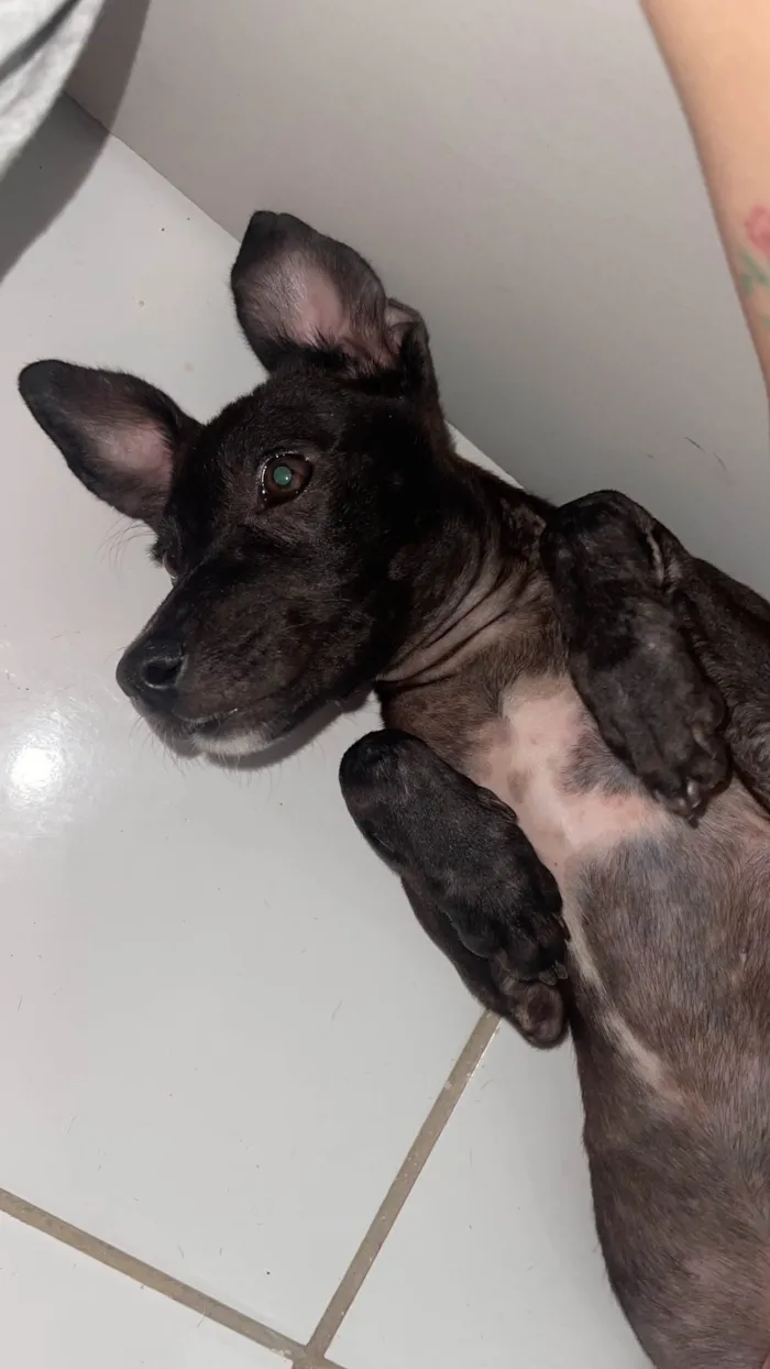 Cachorro ra a SRD-ViraLata idade 2 a 6 meses nome Cisca