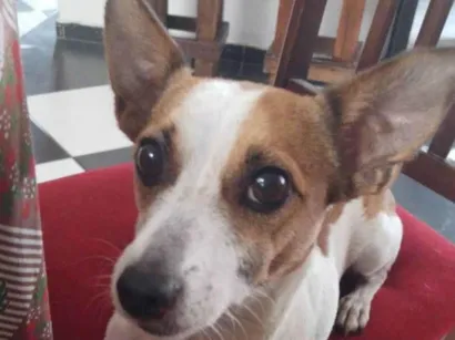 Cachorro raça SRD-ViraLata idade 6 ou mais anos nome Havena