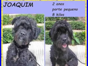 Cachorro raça SRD-ViraLata idade 2 anos nome Joaquim