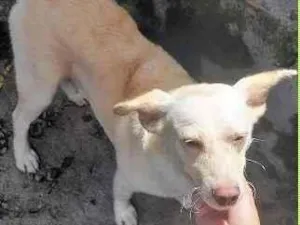 Cachorro raça SRD-ViraLata idade 1 ano nome Alemãozinho