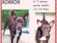 Bombom