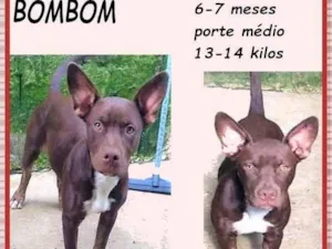 Cachorro raça SRD-ViraLata idade 7 a 11 meses nome Bombom