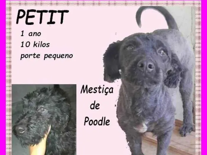 Cachorro ra a Poodle idade 1 ano nome Petit