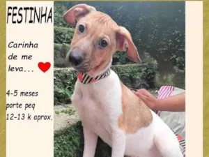 Cachorro raça SRD-ViraLata idade 2 a 6 meses nome Festinha