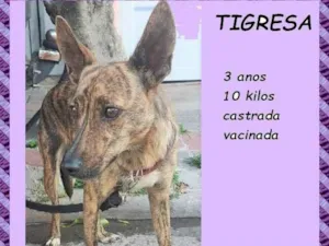 Cachorro raça SRD-ViraLata idade 3 anos nome Tigresa