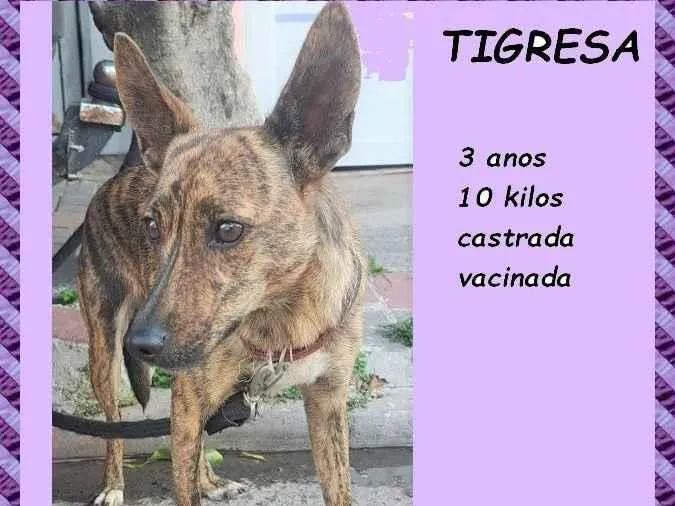 Cachorro ra a SRD-ViraLata idade 3 anos nome Tigresa