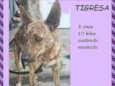 Tigresa