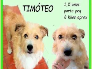 Cachorro raça SRD-ViraLata idade 1 ano nome Timóteo