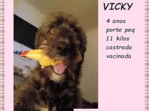 Cachorro raça SRD-ViraLata idade 4 anos nome Vicky