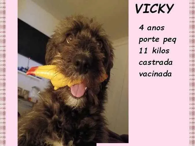 Cachorro ra a SRD-ViraLata idade 4 anos nome Vicky