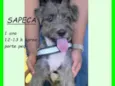 Sapeca