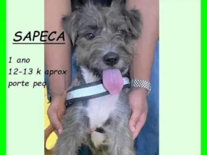 Cachorro raça SRD-ViraLata idade 1 ano nome Sapeca
