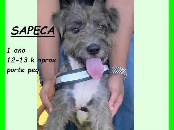 Cachorro ra a SRD-ViraLata idade 1 ano nome Sapeca
