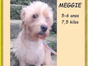 Cachorro raça SRD-ViraLata idade 5 anos nome Meggie