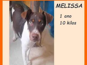 Cachorro raça SRD-ViraLata idade 1 ano nome Melissa