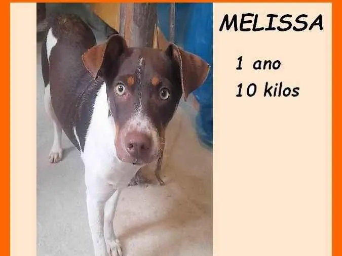 Cachorro ra a SRD-ViraLata idade 1 ano nome Melissa