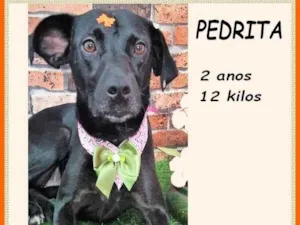 Cachorro raça SRD-ViraLata idade 2 anos nome Pedrita