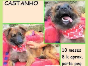 Cachorro raça SRD-ViraLata idade 7 a 11 meses nome Castanho