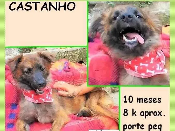 Cachorro ra a SRD-ViraLata idade 7 a 11 meses nome Castanho