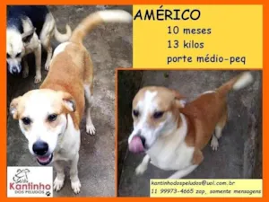 Cachorro raça SRD-ViraLata idade 7 a 11 meses nome Américo