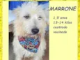 Marrone
