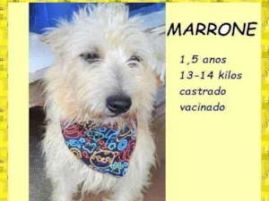 Cachorro raça SRD-ViraLata idade 1 ano nome Marrone