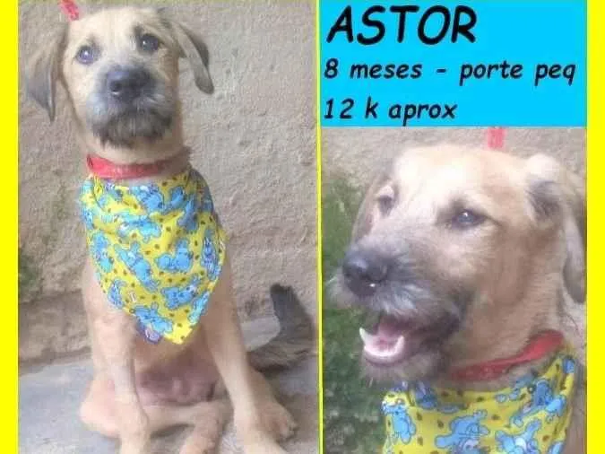 Cachorro ra a SRD-ViraLata idade 7 a 11 meses nome Astor