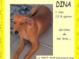 Dina