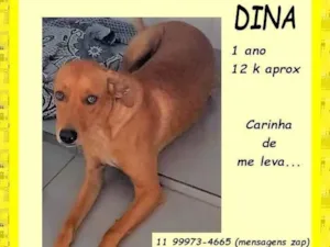 Cachorro raça SRD-ViraLata idade 1 ano nome Dina