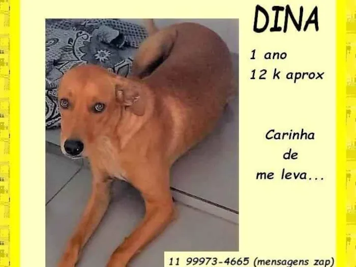 Cachorro ra a SRD-ViraLata idade 1 ano nome Dina