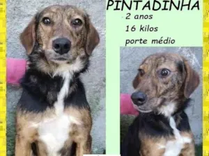 Cachorro raça SRD-ViraLata idade 2 anos nome Pintadinha
