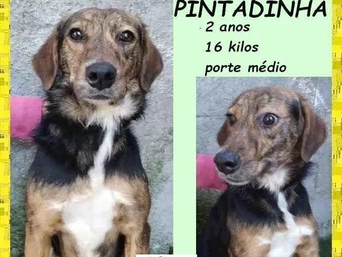 Cachorro ra a SRD-ViraLata idade 2 anos nome Pintadinha