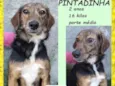 Pintadinha