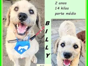 Cachorro raça SRD-ViraLata idade 2 anos nome Billy
