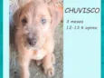 Chuvisco