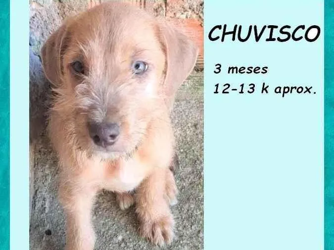 Cachorro ra a SRD-ViraLata idade 2 a 6 meses nome Chuvisco