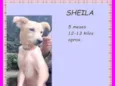 Sheila
