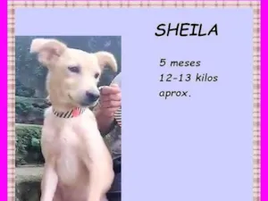 Cachorro raça SRD-ViraLata idade 2 a 6 meses nome Sheila