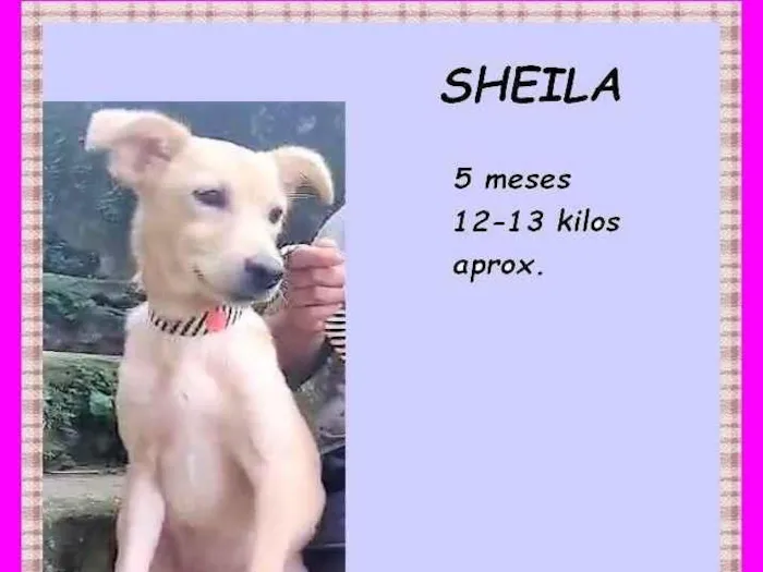 Cachorro ra a SRD-ViraLata idade 2 a 6 meses nome Sheila