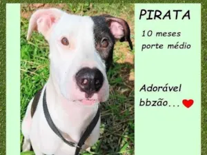 Cachorro raça SRD-ViraLata idade 7 a 11 meses nome Pirata