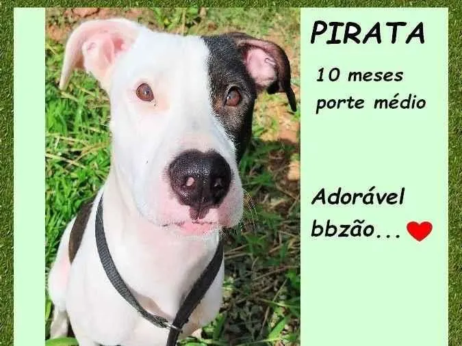 Cachorro ra a SRD-ViraLata idade 7 a 11 meses nome Pirata