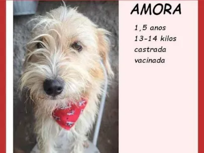 Cachorro raça SRD-ViraLata idade 1 ano nome Amora