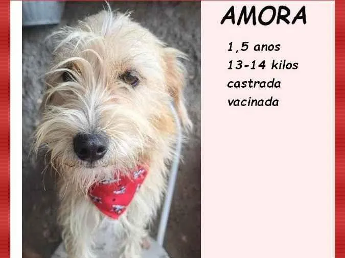 Cachorro ra a SRD-ViraLata idade 1 ano nome Amora