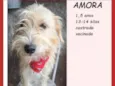 Amora
