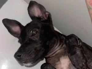 Cachorro raça SRD-ViraLata idade 2 a 6 meses nome Cisca