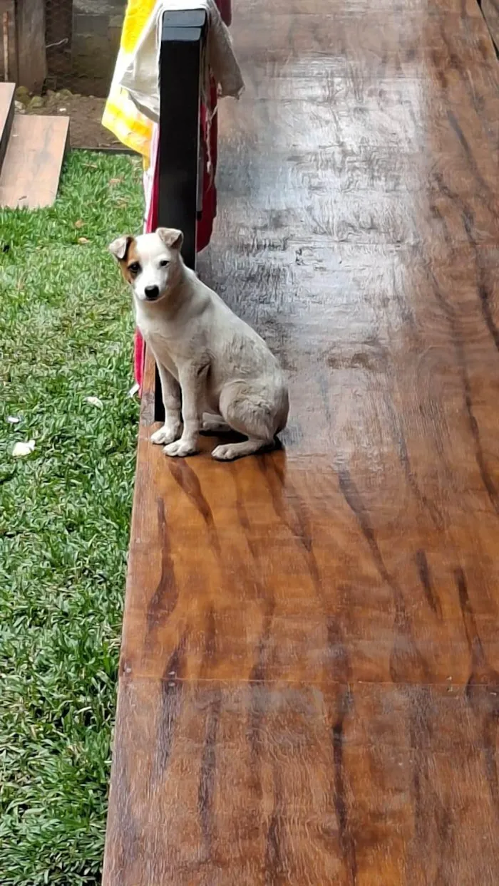 Cachorro ra a SRD-ViraLata idade 2 a 6 meses nome Lua