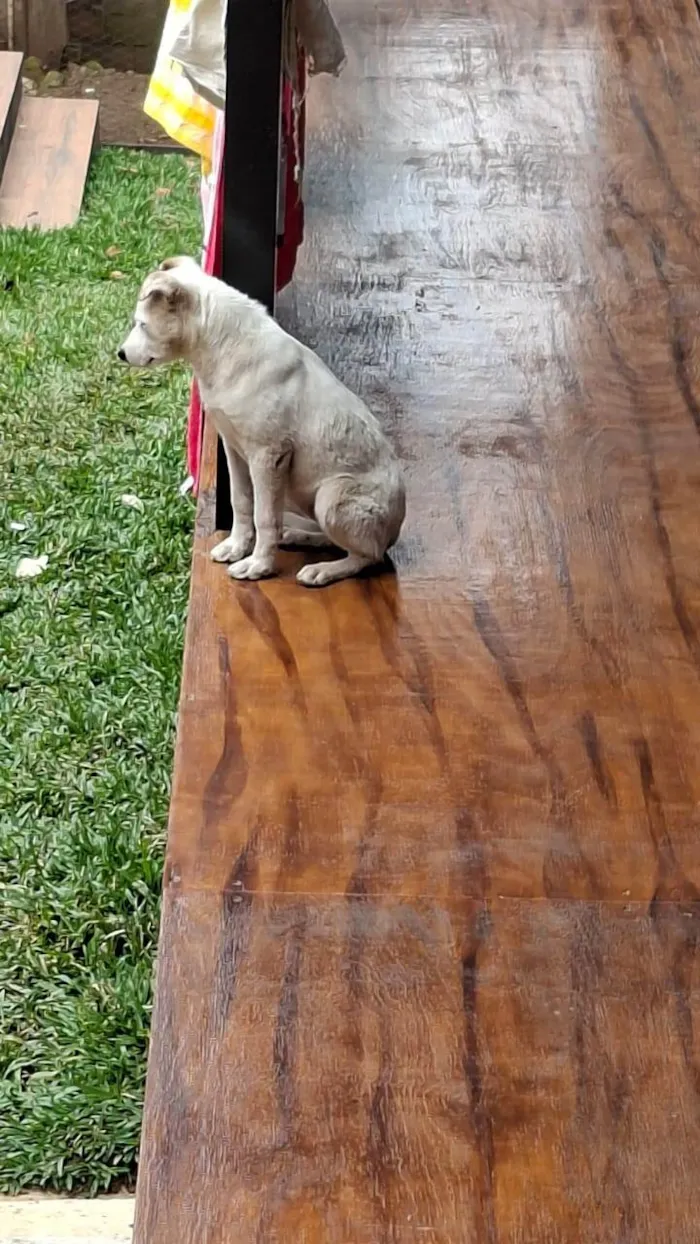 Cachorro ra a SRD-ViraLata idade 2 a 6 meses nome Lua